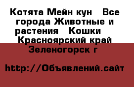 Котята Мейн кун - Все города Животные и растения » Кошки   . Красноярский край,Зеленогорск г.